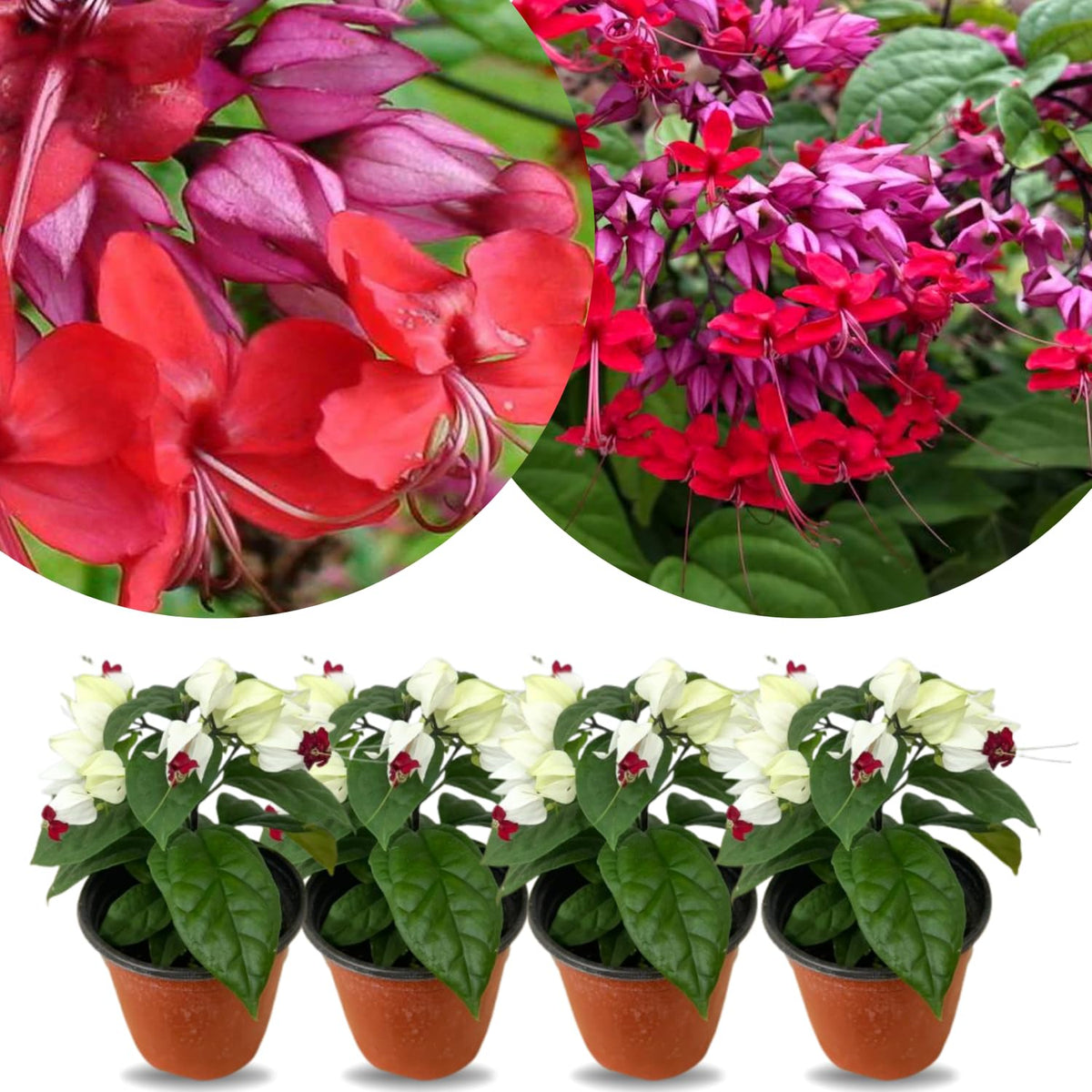 4 Red Bleeding Heart Vines Plants Live, Starter Size 4-6" in Tall, Indoor Outdoor Growing Clerodendrum Fragrant Tree