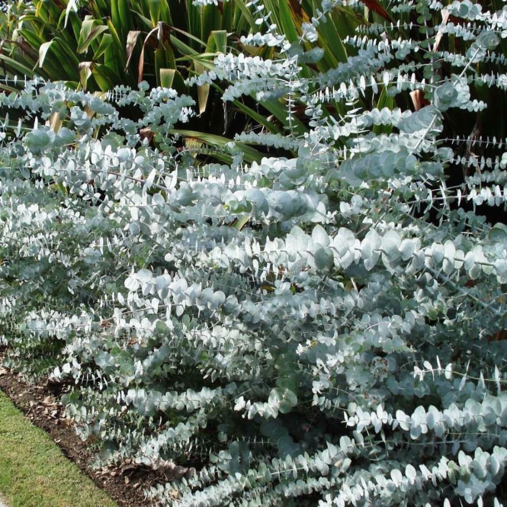 2 Baby Blue Eucalyptus Live Plants, Fragrant Eucalyptus Tree, Outdoor Garden Growing 3-6 Inches