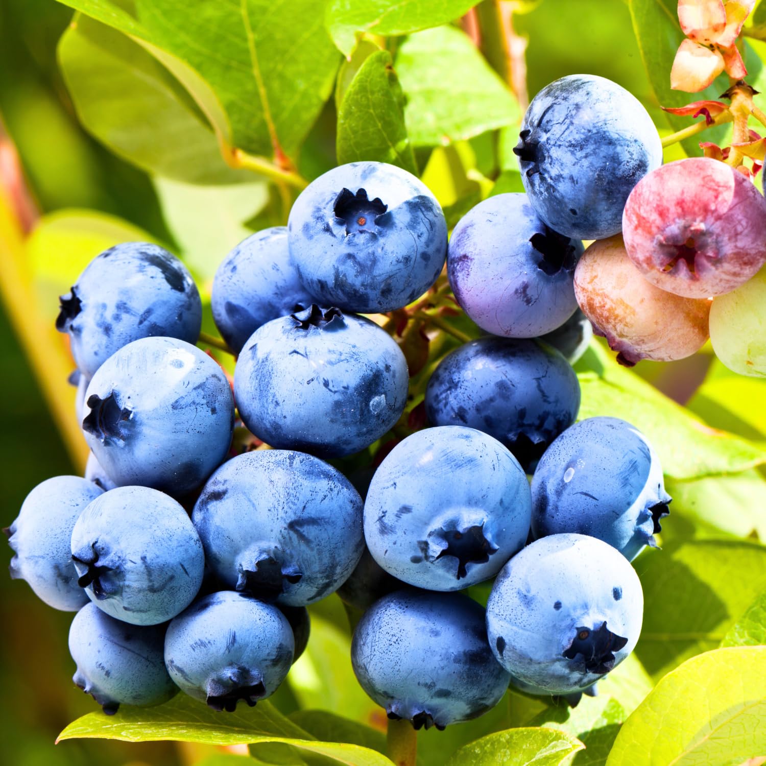 Set 2 Blueberry Bushes Live Plants, Blueberry Plants Live for Planting, Blueberry Fruit Trees, 5-9 Inch Tall (Biloxi Blueberry)