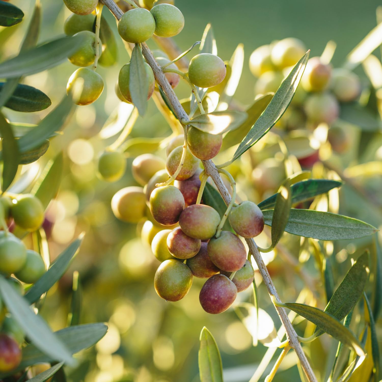 Live Olive Tree 2-3 Ft Tall, Compact Olive Tree for Outdoor or Container Planting, Ready to Grow, 1 Gallon Potted Plants, No CA