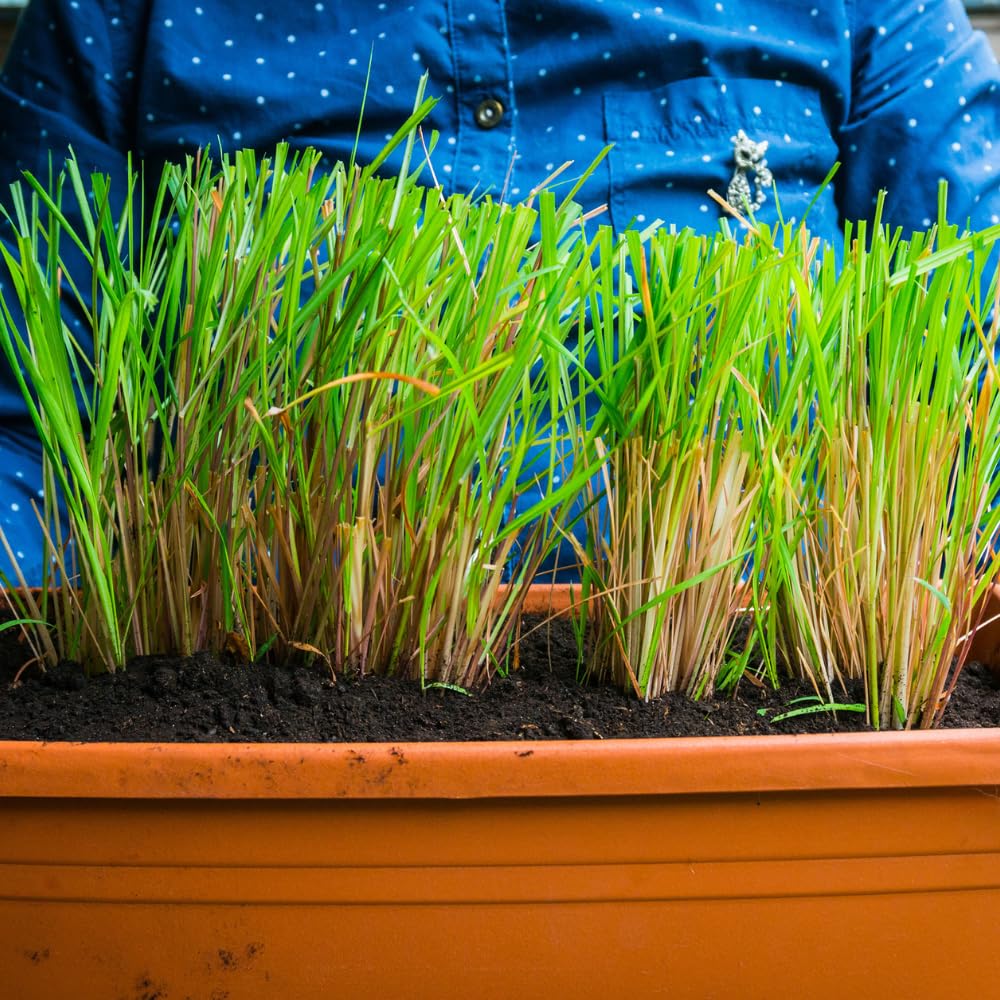 Pack 5 Lemon Grass Live Plant, Perennial and Fragrant Bush, Lemongrass Seedlings Well Rooted in 1 Gal Pot