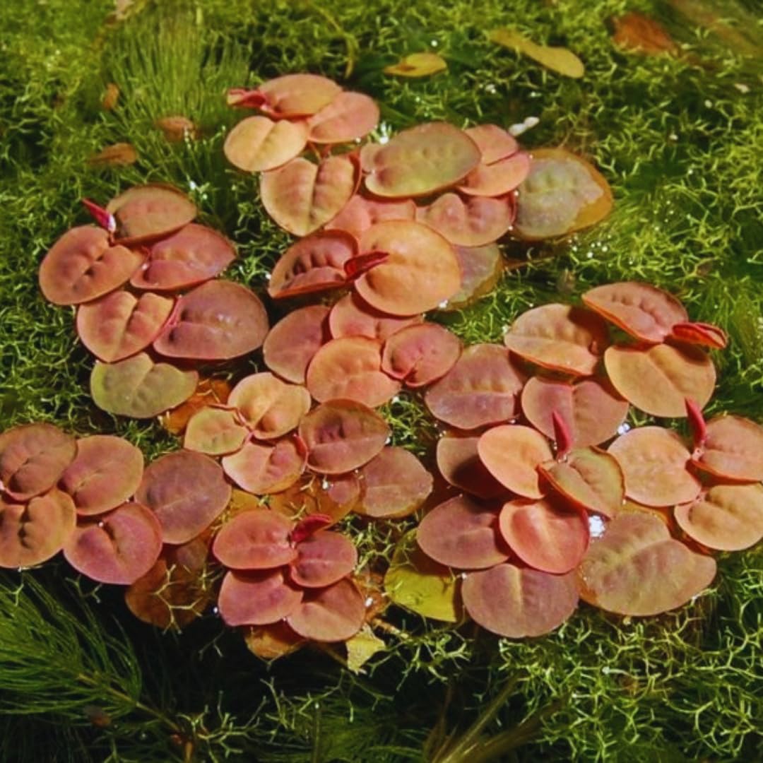 60 Red Root Floater Plants Live, Red Root Floater Live Plant, 4 to 6 Inches Tall, Aquatic Pond Plant