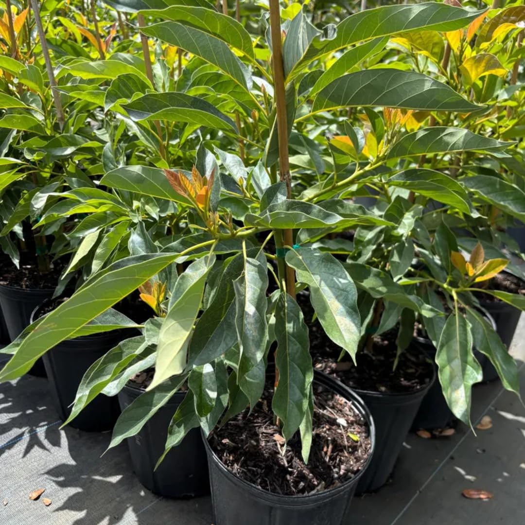 3 Gallon Big Avocado Tree Live Plant, 1-2 Ft Well Rooted, Ready to Bear Fruit, 2 Years Old Live Avocado Tree Plant Grafted (Black)