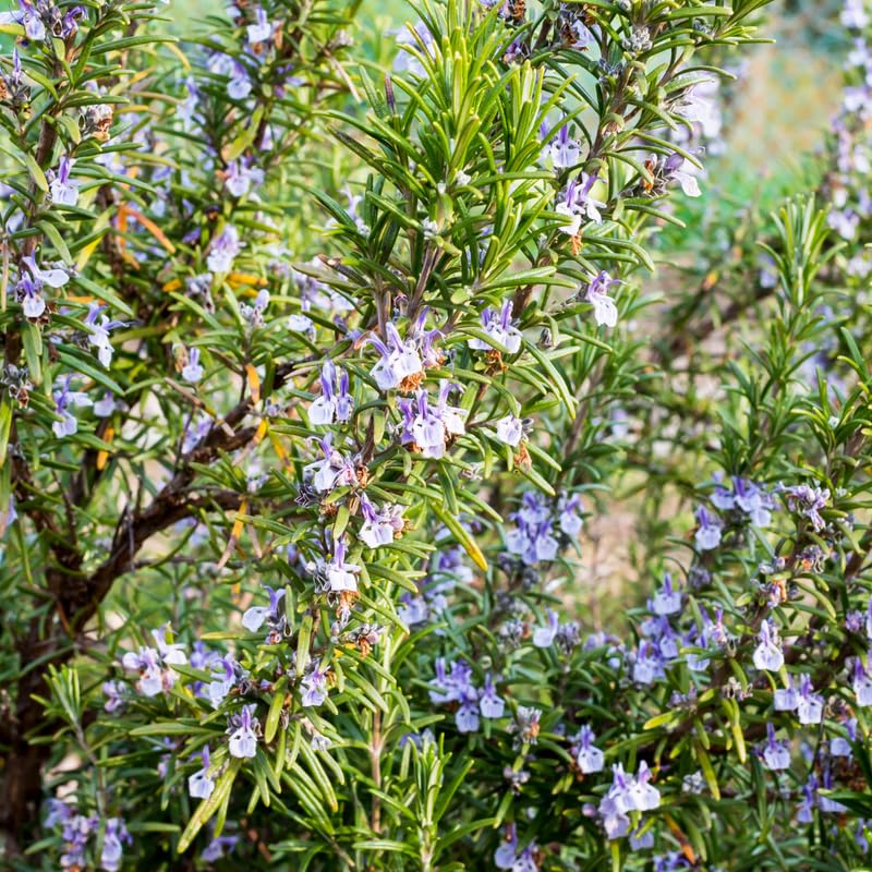 Pack 3 of Rosemary Plants Live, Live Blue Rosemary Plants, 4 Inc Tall, Fragrant Herb Plant, Easy to Plant