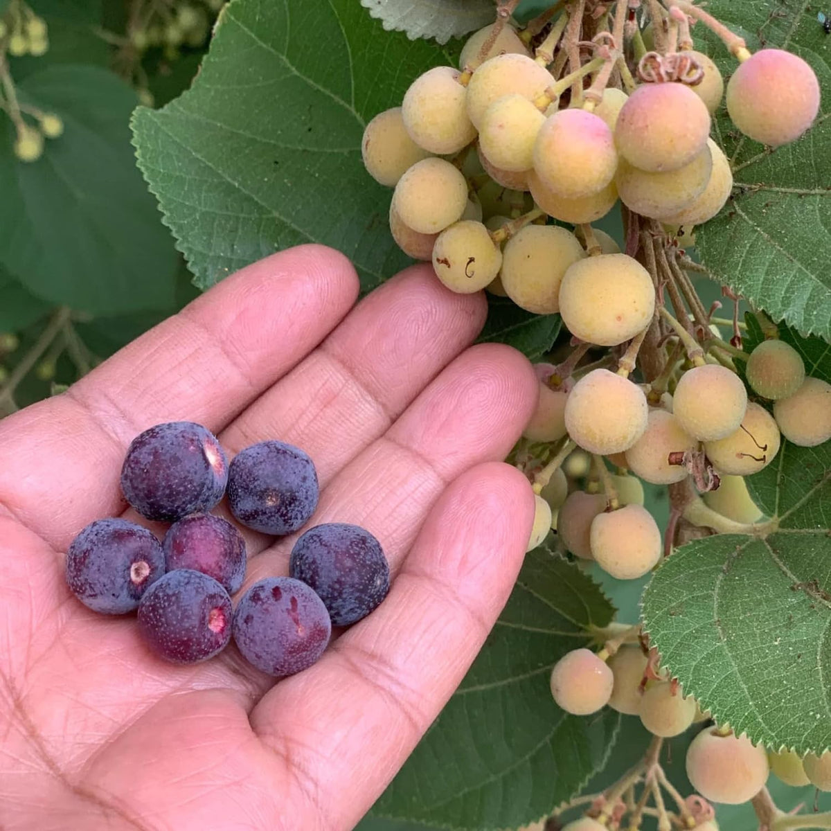 Sherbet Berry Live Tree, Fast-Growing Berry Fruit Plant, 5-9” Tall