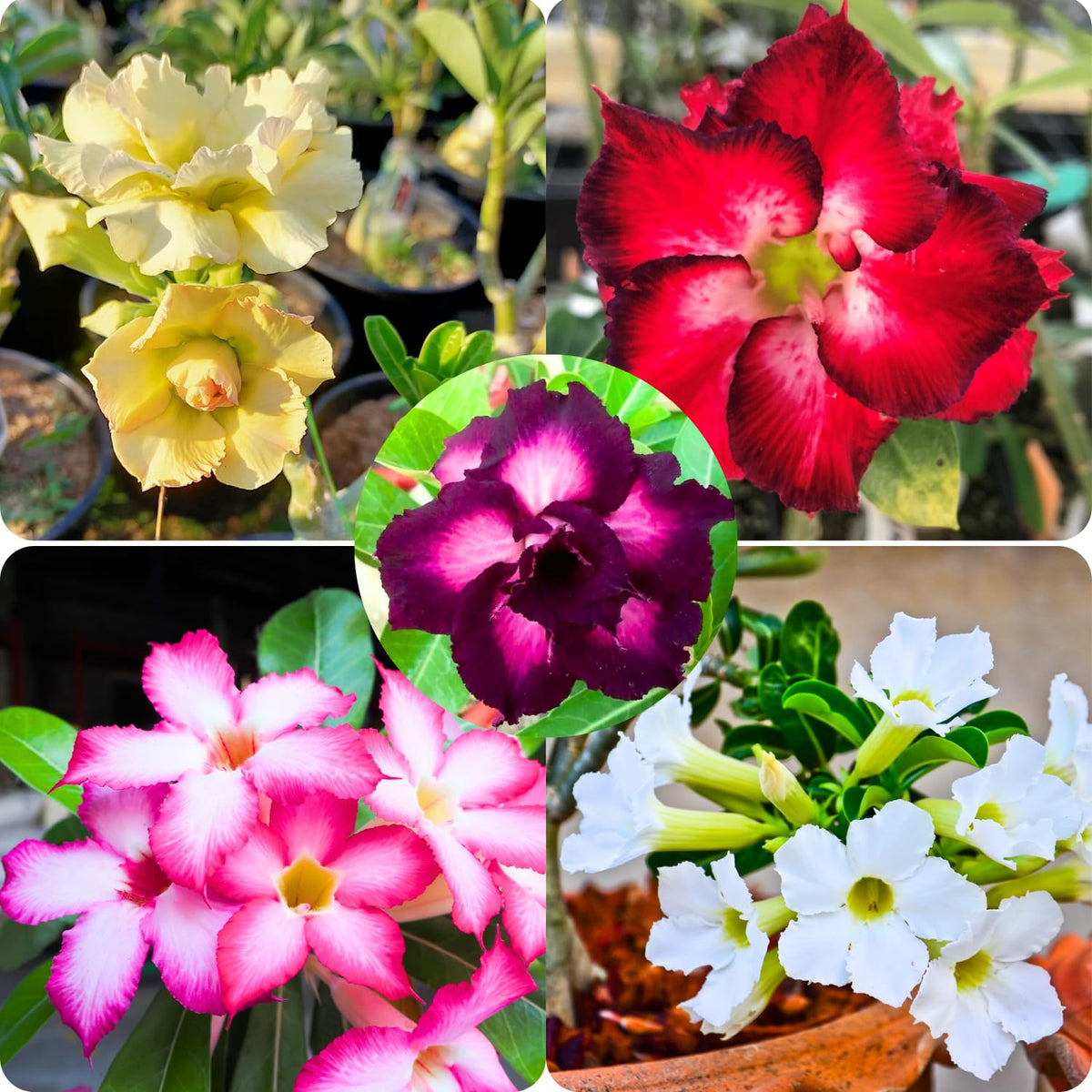 Set of 3 Mixed Desert Rose Plants Live, 4-8" Tall, Adenium Obesum Succulent Live Plants to Grow Indoor Outdoor