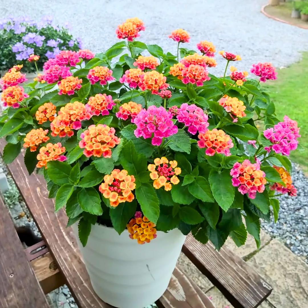 Pack 4 Lantana Plants Live for Planting, Trailing Live Plants 4-9 Inch Tall, Perennial Lantanas Flowers Indoor Outdoor (Mix Lantana)