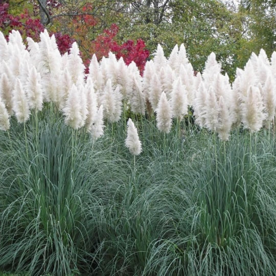 Ornamental Grass Live Plants, 3 White Pampas Grasses Plants Live from 5 to 7 Inches Long, Zone 7 to 11