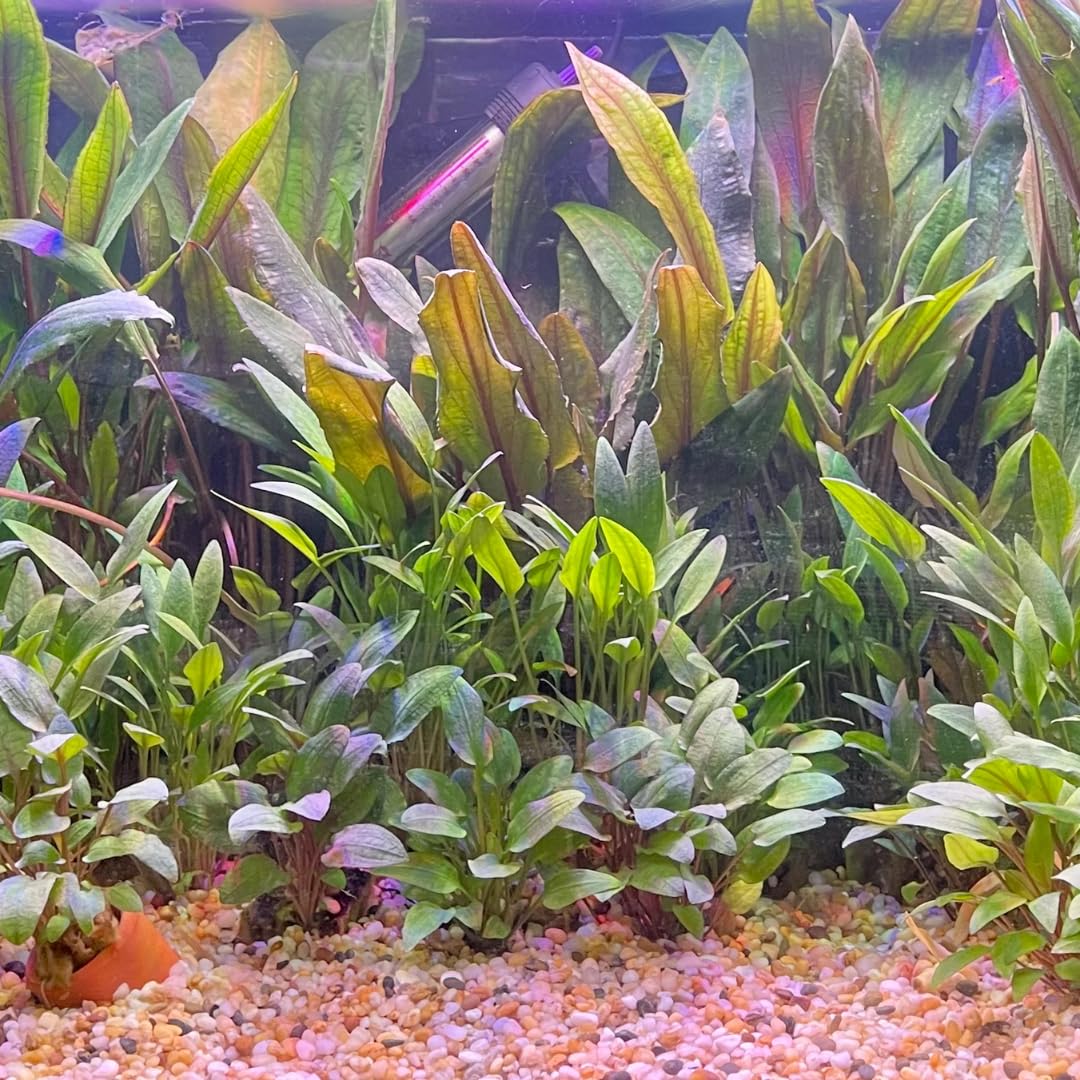 Cryptocoryne Wendtii Green Live Aquarium Pond Aquatic Plant, Live Freshwater Aquarium Plants