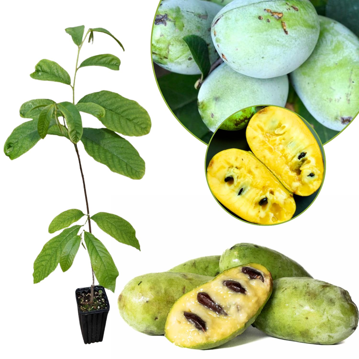 Live Pawpaw Tree 6-15 Inch Tall, Paw Paw Plant for Outdoor Planting, Quart Pot, Cold-Hardy Fruit Tree for Home Orchard