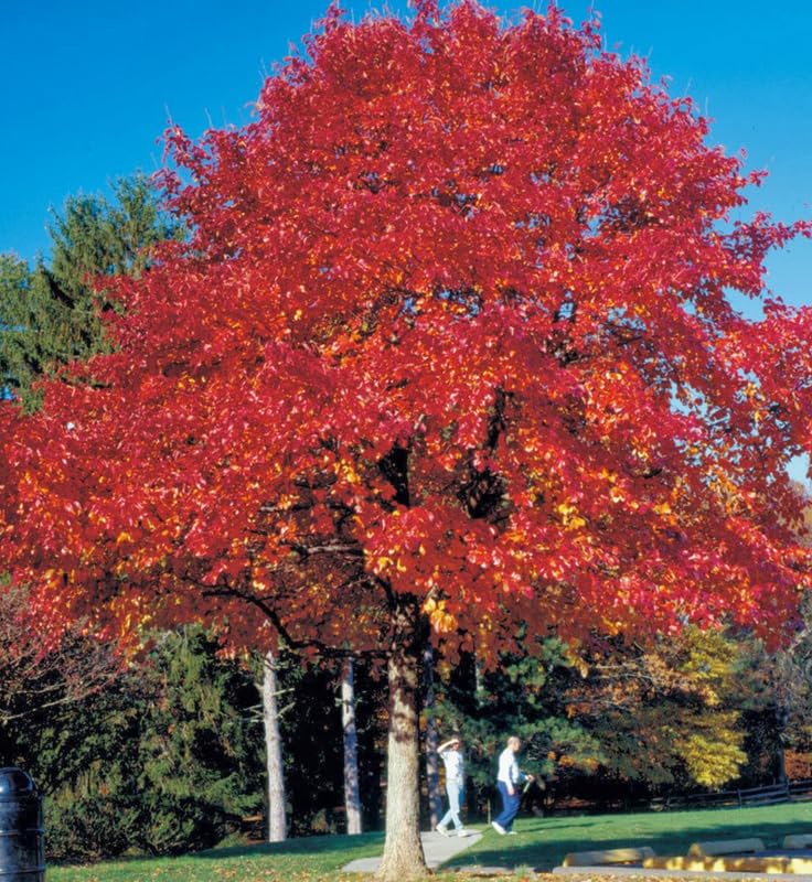 1 Year Old Willow Oak Tree Live Plant in 4" Pot, Fast Growing Shades Tree, Well-Rooted Seedling, Dormant in Winter, 6-12 Inches in Tall