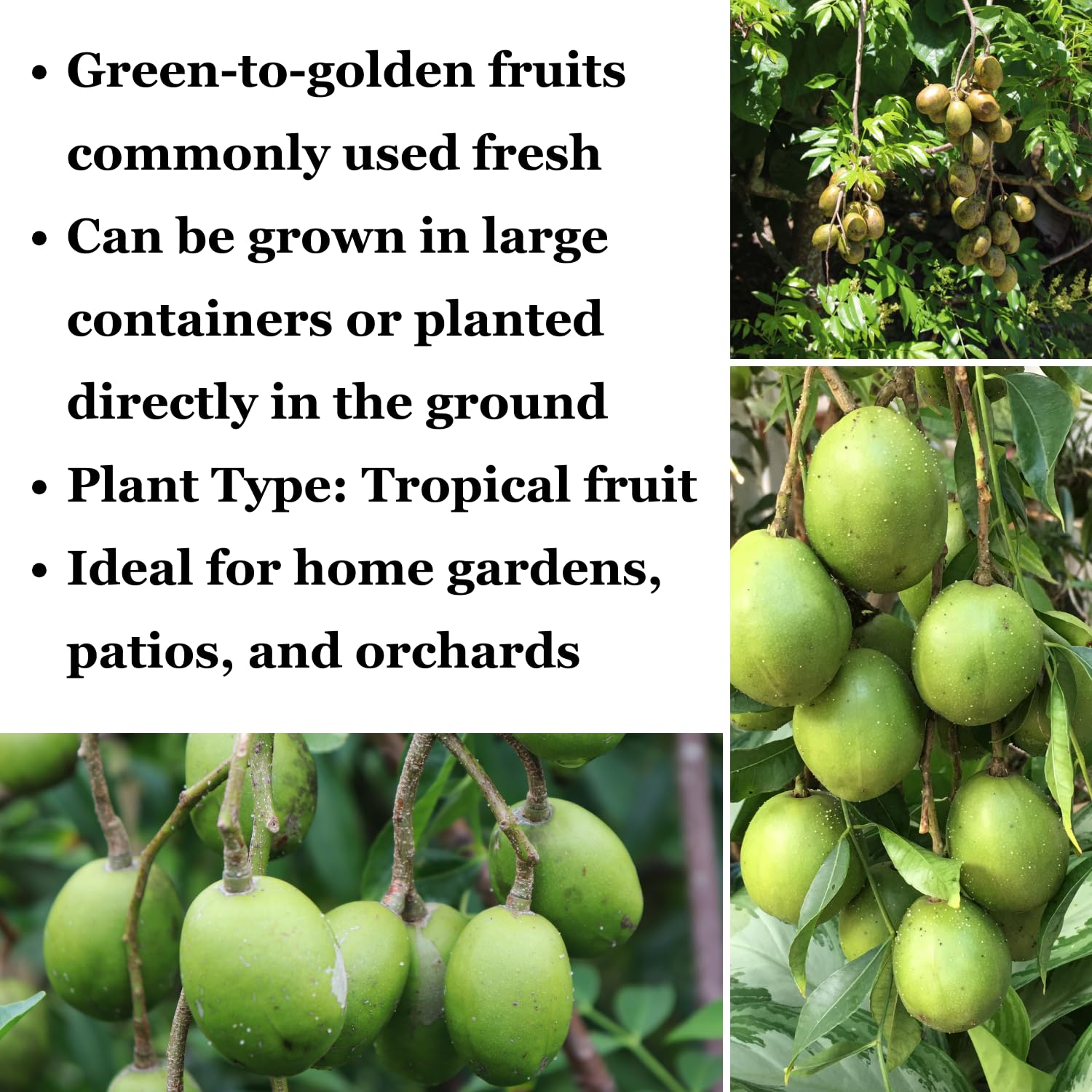 June Plum Tree in 3 Gallon Pot, Tropical Fruit Tree for Home Garden, 2-3 Ft Well-Rooted June Plum Plant in Pot