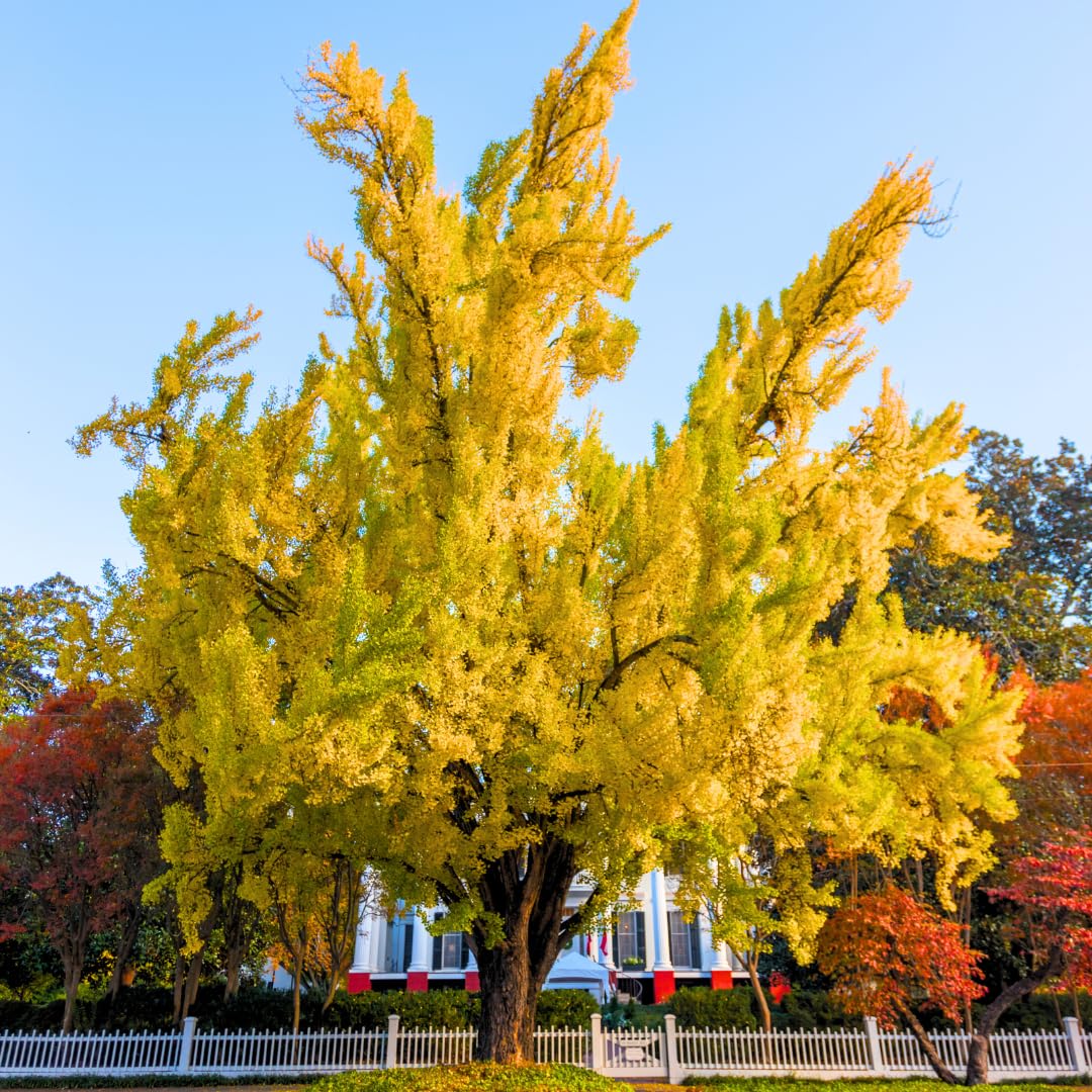 2 Seedlings Ginkgo Trees Live Plants Dormant, No Leaf in Winter, Hardy Ornamental, Yellow Leaf in Fall, Zones 3-8, Bare Roots, 6-12" in Tall