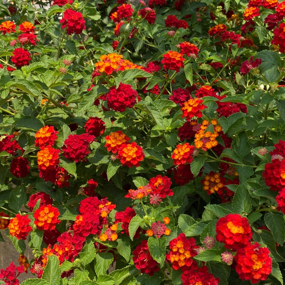 Set of 2 Lantana Plants Live, Trailing Lantana Plant, 4 to 6 Inch Tall for Planting Outdoors (Red)