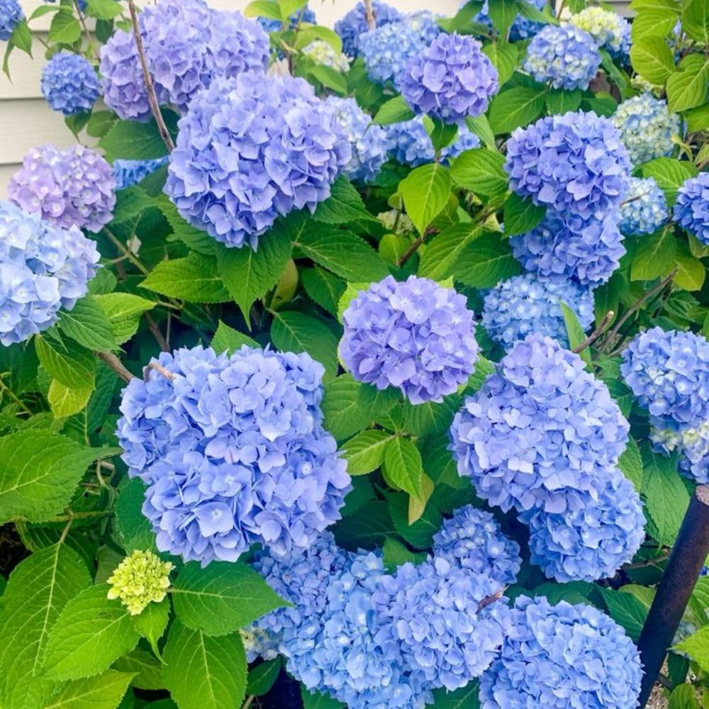 Hydrangea Blue Live Plant 1-1.5 ft Tall, Hydrangea Bush Plant, Outdoor Flowering Shrub, Garden Landscaping Plant, Hardy Perennial with Vibrant Blue Blooms, Bare Root