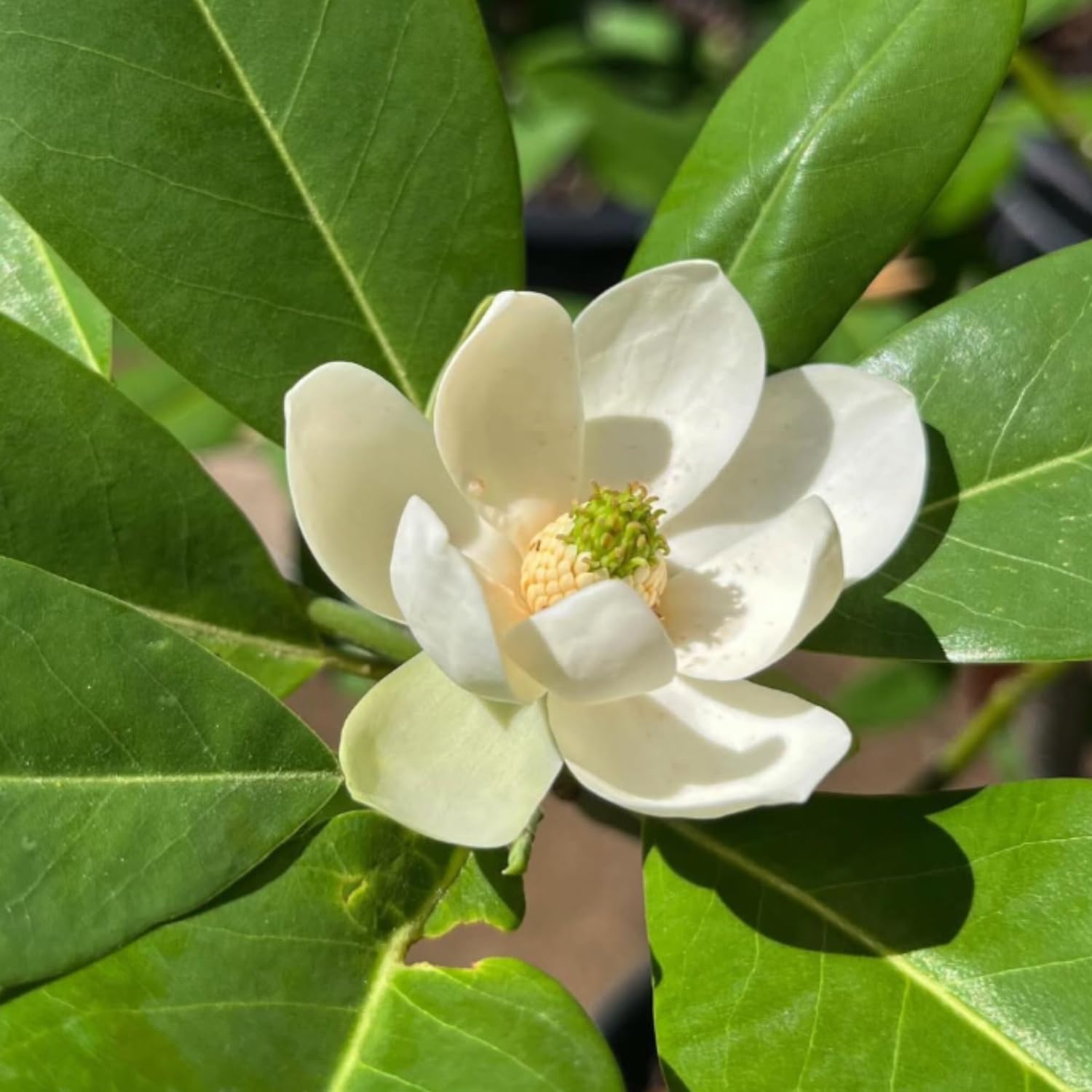 Sweetbay Magnolia Tree Live Plant, Fragrant Perennial Ornamental Plants in 3 Gal Pot, 2-3 Ft Tall, Outdoor Planting, No Ship to CA