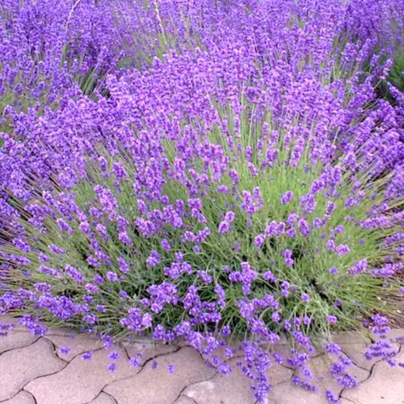 Pack 4 Provence Lavender Plants Live, 4–8" Tall, Fragrant Lavender Flower Lavandula Perennial Well-Rooted, No Pot
