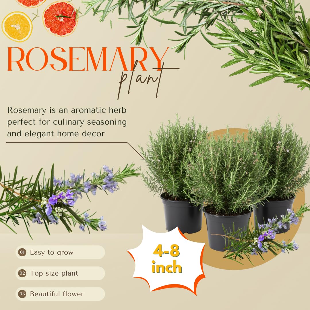3 Upright Rosemary Plants Live for Indoor Outdoor Planting, Cold Hardy, 4-6" in Tall, Culinary and Ornamental, Fast-Growing