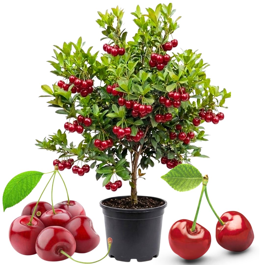 Cherry Tree Live Plant, Sweet Cherry Fruit Tree, Cold Hardy Outdoor Garden Tree, 3–4 Feet Tall in 3 Gallon Pot, Ready to Grow, No Ship to CA (Red Cherry)