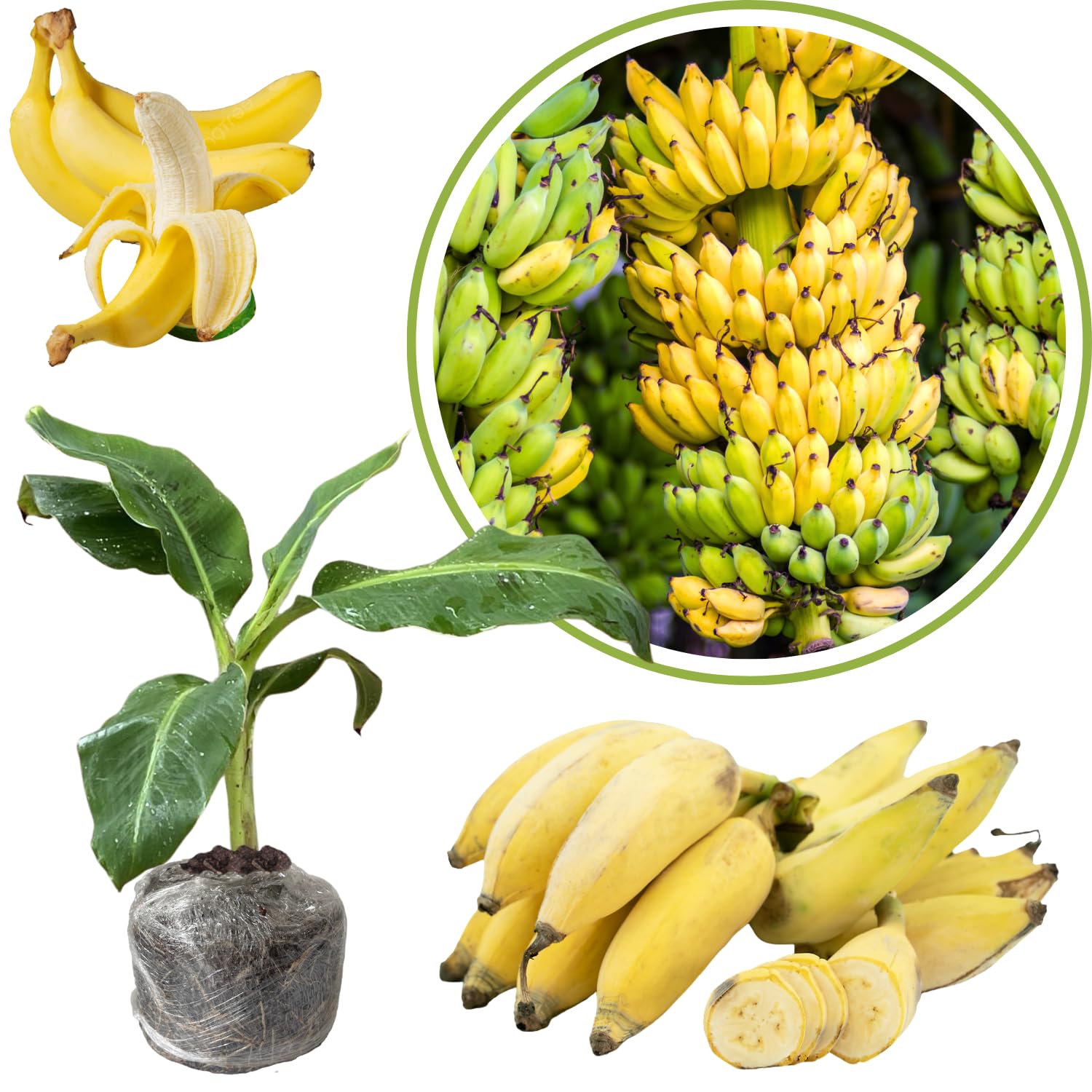 Thai Banana Tree Live Plant, Well Rooted 4-8" Tall, Cold Hardy Tropical Banana Plant Live Well Rooted, Live Banana Fruit