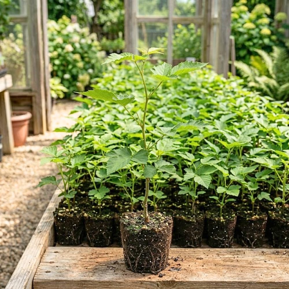 BlackBerry Bush Plant Live, Sweet Black Berry Bush, 4-8 Inch Tall