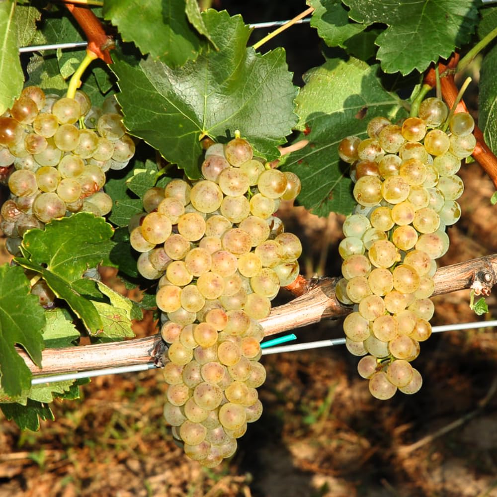 Set of 3 Muscadine Grape Plants Live, 4-6" Tall Seedless Grape Vines for Outdoor Planting, Hardy Fruit Plants for Garden and Vineyard (Yellow White Grape)