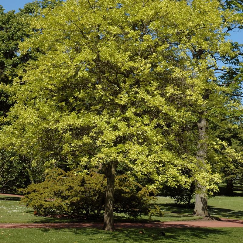 White Oak Tree Plant in Quart Pot, 6-12 Inch Tall Shade Tree Live Oak Plants Potted Seedling for Planting Outdoor Garden, Dormant in Winter