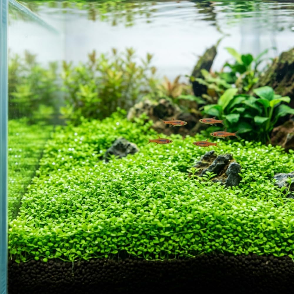 Dwarf Baby Tears Live Aquatic Plant, 1 Portion, Aquarium Plant