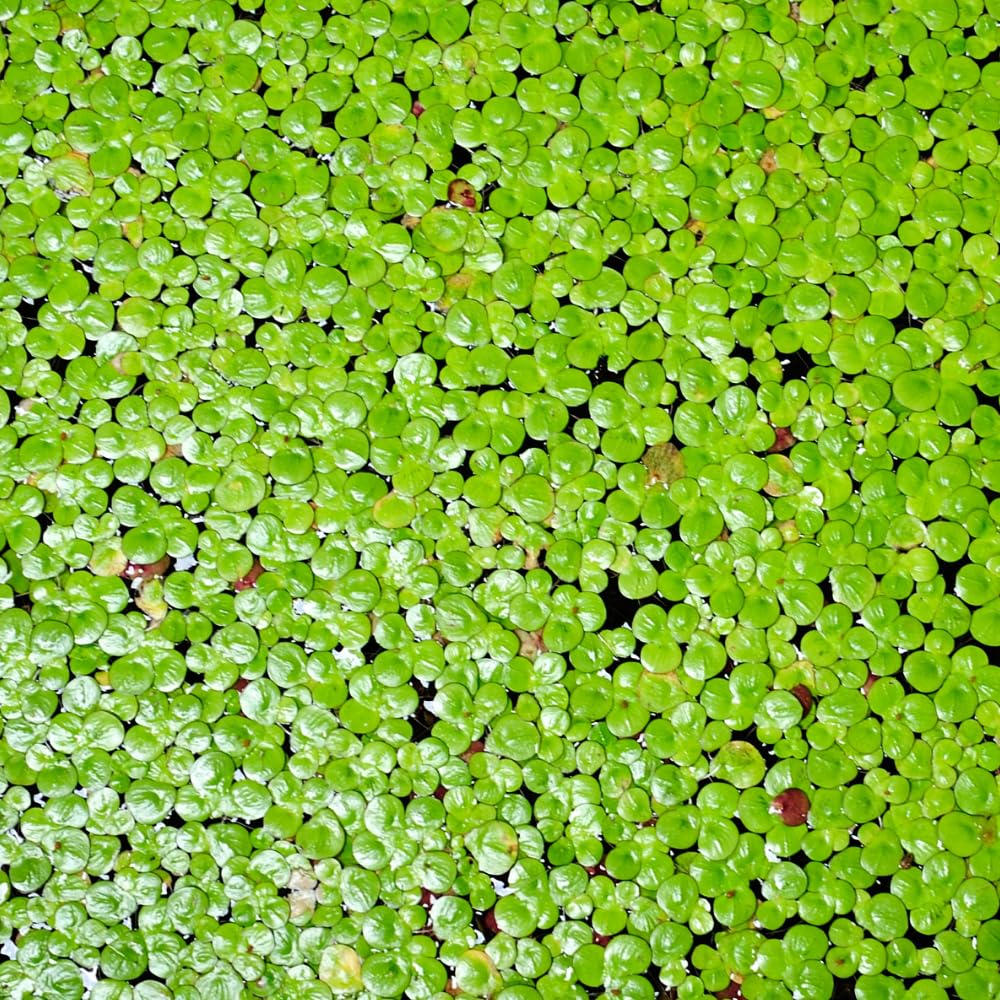4000 Duckweed Aquatic Live Plant, Small Green Floating Freshwater Plant