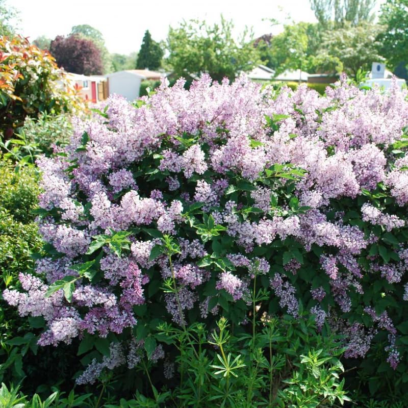 Lilac Plant Live in 4'' Pot, Fragrant Pink Flowers, Hardy Lilac Shrub for Outdoor Garden, 6-12'' Tall, Winter Dormant