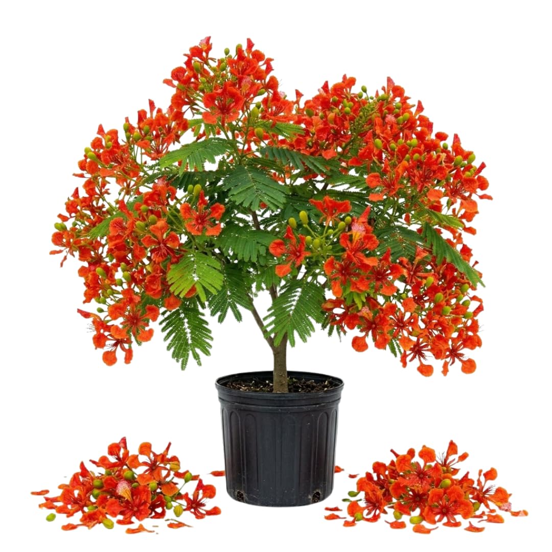 Royal Poinciana Tree Live Plant, Red Flamboyant Tree, 2 Feet Tall, Fast Growing Tropical Flowering Shade Trees for Landscape and Backyard Outdoor Garden, No to CA