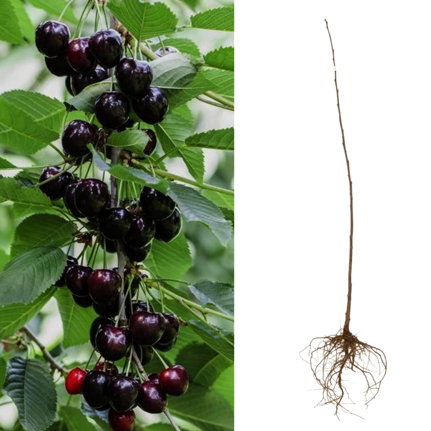 Black Cherry Trees Live Plants, 8-12 Inch Tall, Bare Root Cold Hardy Cherry Fruit Plant for Planting Outdoor Home Garden, Well Rooted