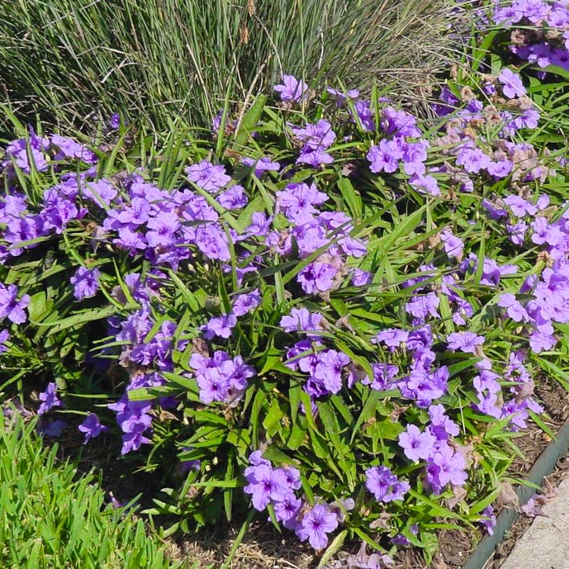 Set 6 Purple Showers Mexican Petunia Plants Live, Perennial Outdoor Growing, Startrer Size 4-6" in Tall, Long Blooming Season, Landscapes, Borders, Ground Cover