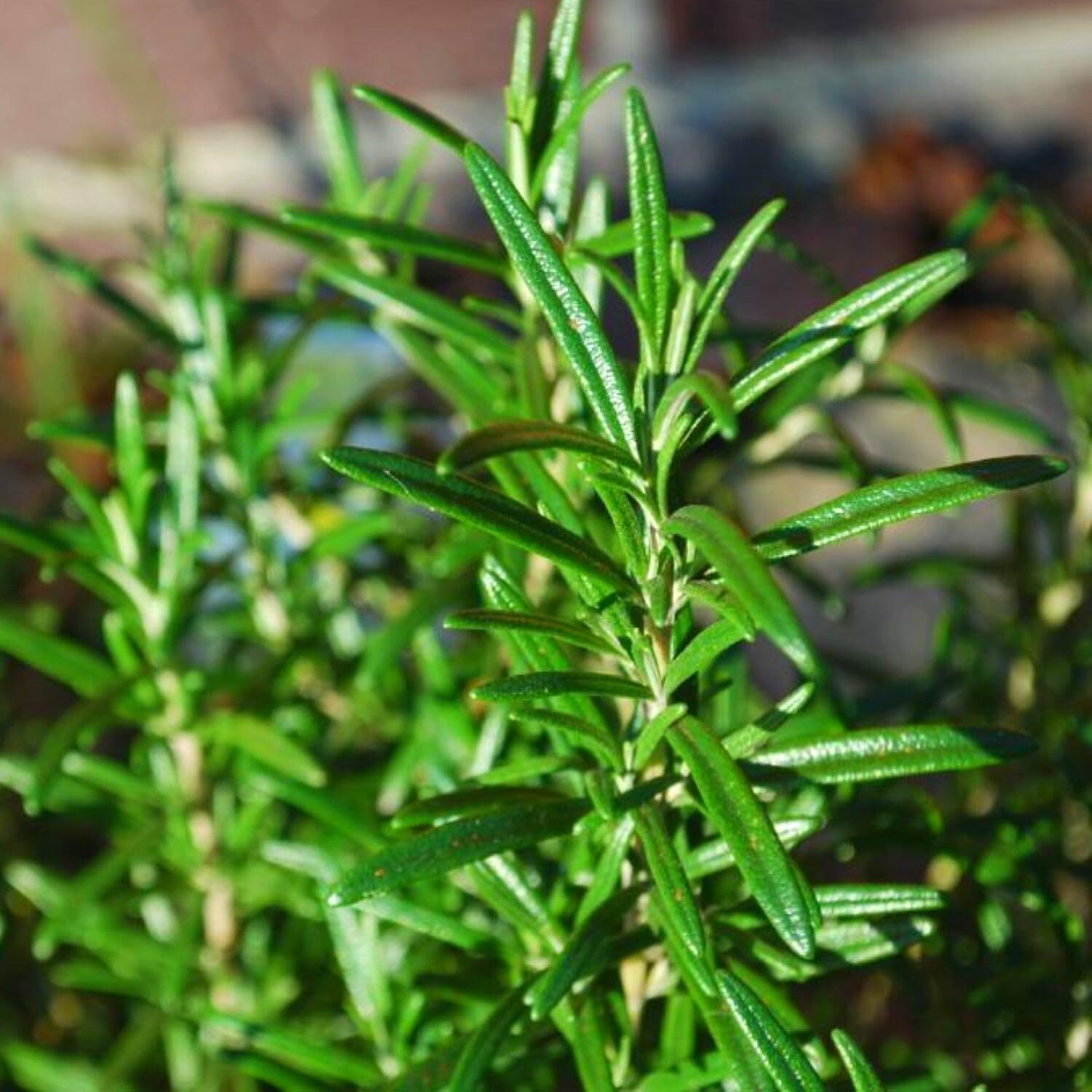 3 Rosemary Plants Live, 3 to 5 Inches Tall, Live Rosemary Herb Plants for Gardening Indoor Outdoor