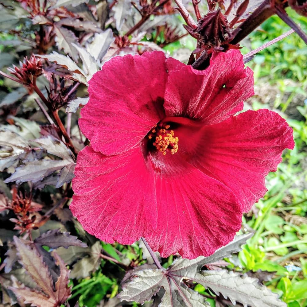 3 Cranberry Hibiscus Plants, Red Hardy Hibiscus Live Plants Well Rooted Plant 4-7 Inch Tall, Outdoor and Container Growing