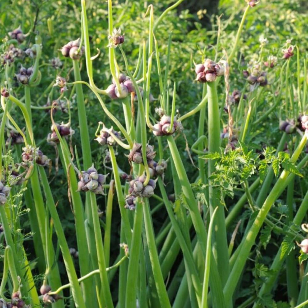 10 Walking Onion Bulbs to Plant, Outdoor Garden Vegetable