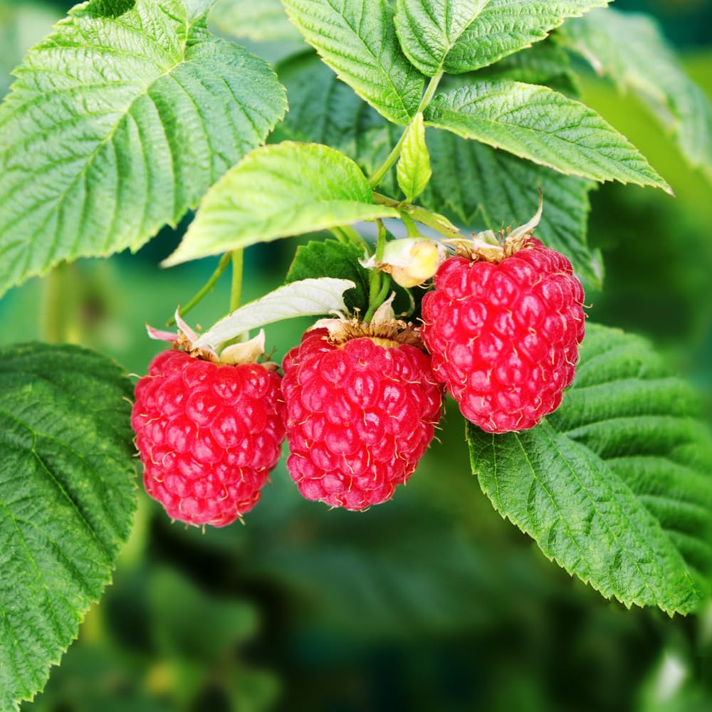 Red Live Raspberry Plant, Outdoor Garden Berry Plant, 4-8 Inch Tall
