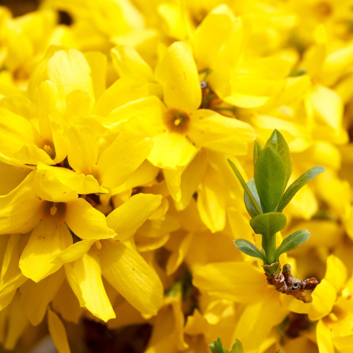Set of 2 Forsythia Plants Live, Lynwood Forsythia Live Trees Bare Root 6-12" Tall, Dormant Hardy Flowering Shrubs for Outdoor Planting