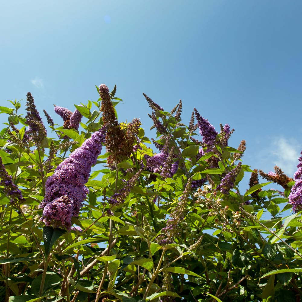 2 Purple Blue Butterfly Bushes Live Plants, Perennial Butterfly Bush for Outdoor Garden 4-7 Inches