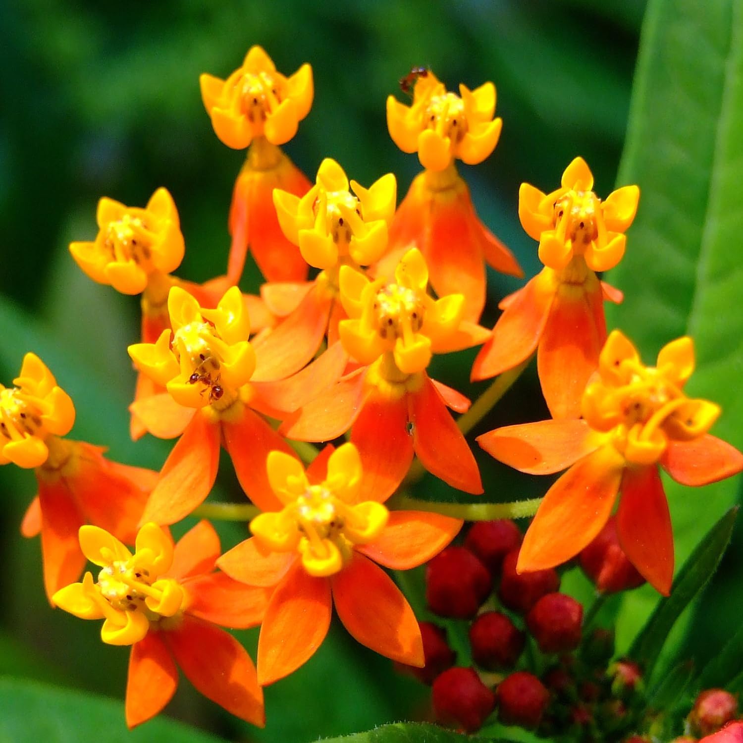 Set 4 Butterfly Milkweed Plants Live, Milkweed Live Plants, 5-8" Height, Ornamental Asclepias Tuberosa Perennial Flowers (Red Milkweed)