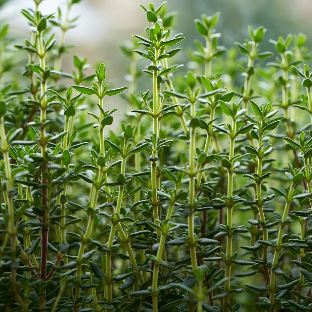 Set 3 Lemon Thyme Plants Live, Live Lemon Thyme Herbs, 4 to 6 Inches Tall, Edible and Fragrant Herb for Patio and Garden