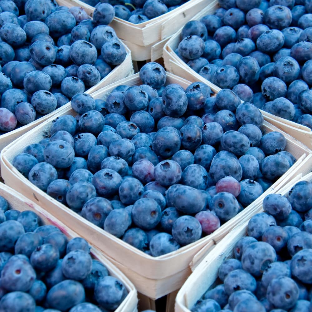 Blueberry Plant, 1-2 Ft Tall Fruit Bush in 2 Gallon Pot - Sweet Fruiting Berry Plant for Outdoor Garden, No Ship to CA