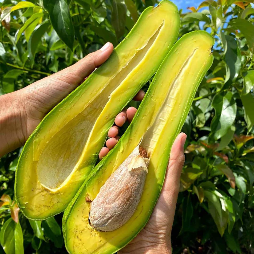 Long Neck Avocado Tree Live Plant, 3-4 Feet Tall, Avocado Fruit Tree in 3 Gallon Pot for Patio, Container, and Outdoor Garden Growing