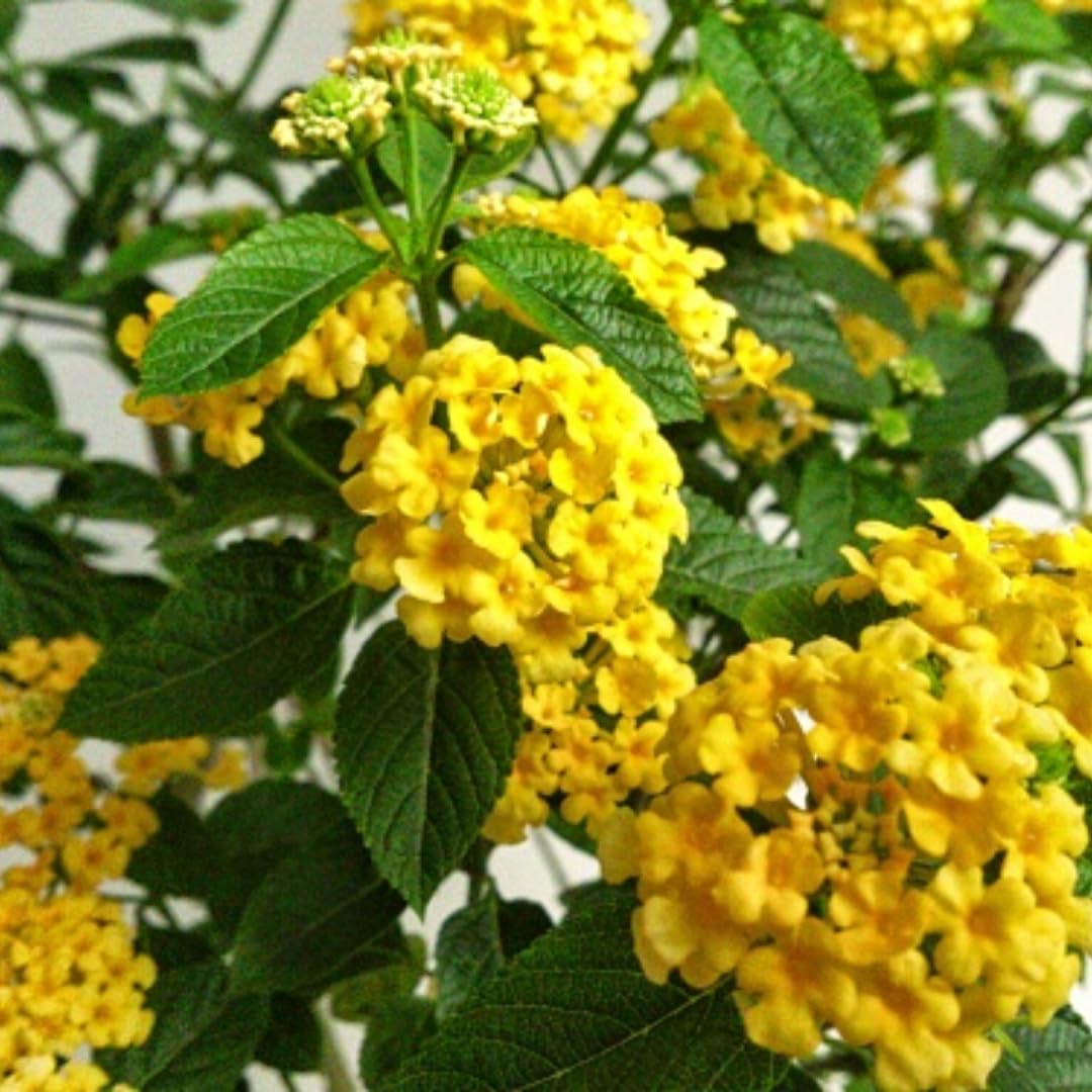 3 Lantana Plants Live, Yellow Lantana Live Plants for Planting Outdoors, Perennial Flower Plant 4 to 8 Inches Long, Gardening Growing