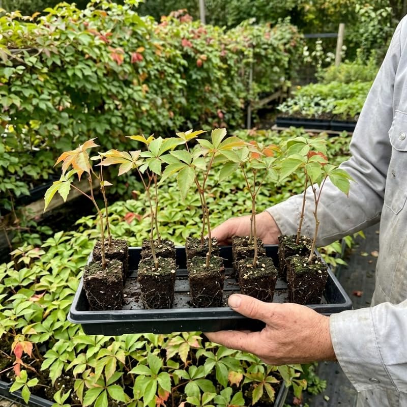 2 Red Ivy Virginia Creeper Live Plants, Climbing Vine, Starter Plant
