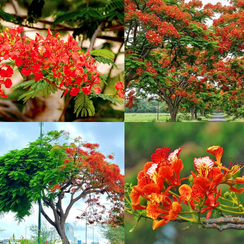 Red Flamboyant Tree, 1 Year Old Royal Poinciana Plant Live, 3 Feet Tall in 1 Gal Pot, Live Ornamental Flowering Tree for Planting, Live Plant in 1 Gal Pot, No CA