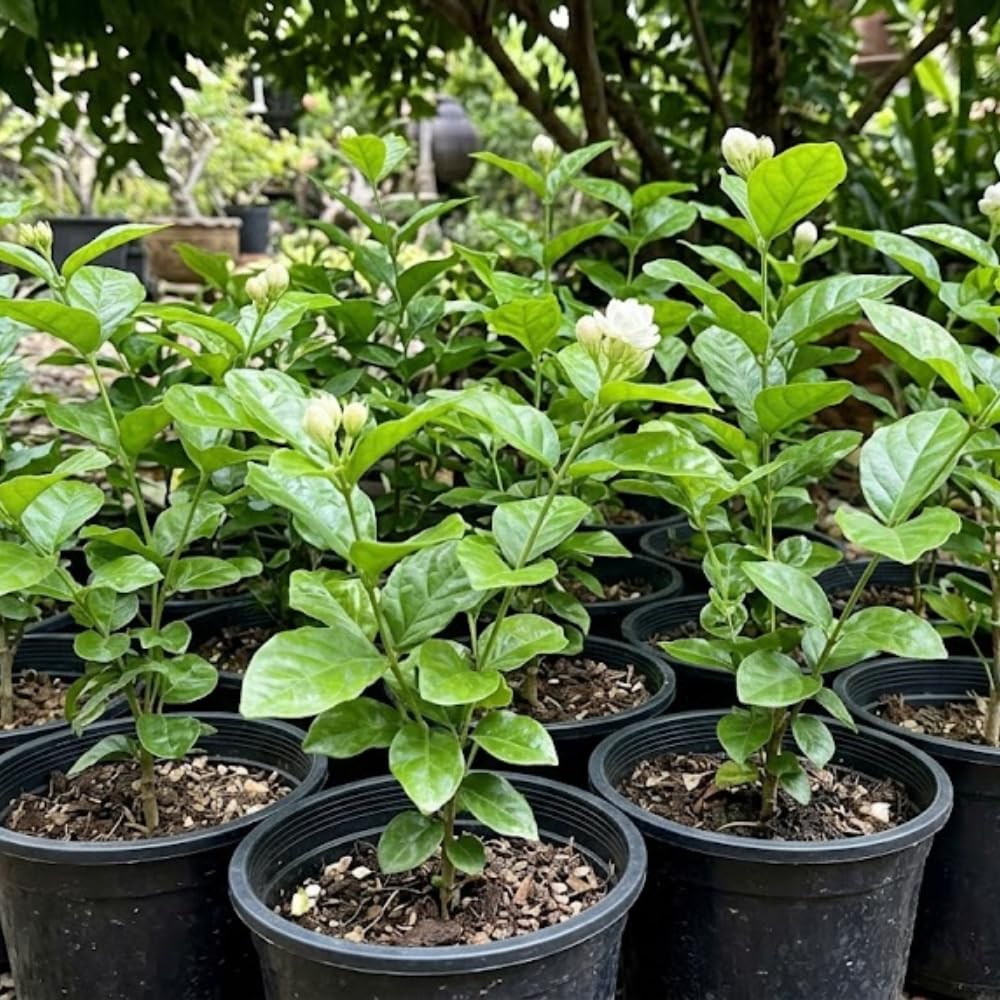 Duke Jasmine Plant Live, Fragrant Flowering Jasmine Plant Indoor Live in 3 Gallon Pot, 2 Feet Height, White Flower Blooms for Landscaping, No Ship to CA