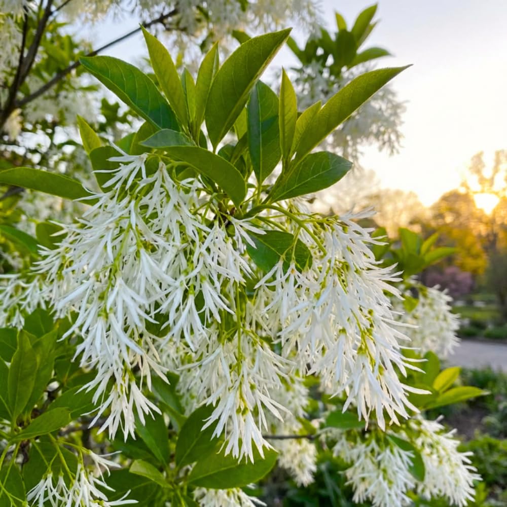 Set 2 White Fringe Bare Roots, Fringe Tree Live for Planting, 16-20 Inc Tall, Hardy Ornamental Trees for Outdoor Garden