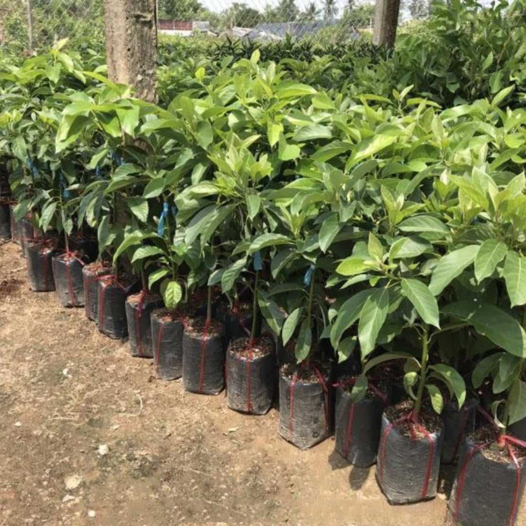 2 Years Old HASS Avocado Tree Live Plant Grafted, 1-2 Feet Tall in 3 Gallon Pot, Ready to Plant and Bear Fruit, Cold Hardy Avocado, No CA