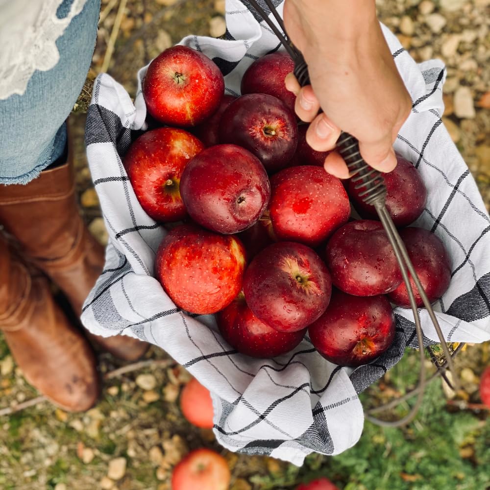 Apple Trees Live Plants, 2 to 3 Feet Tall, Red Apple Tree Plant for Planting, Apple Fruits Tree Indoor Outdoor Garden